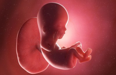 تطور الجنين في الأسبوع الثاني عشر من الحمل