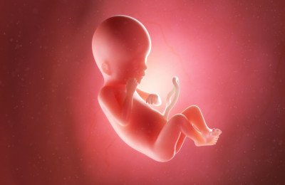 تطور الجنين في الأسبوع التاسع عشر من الحمل