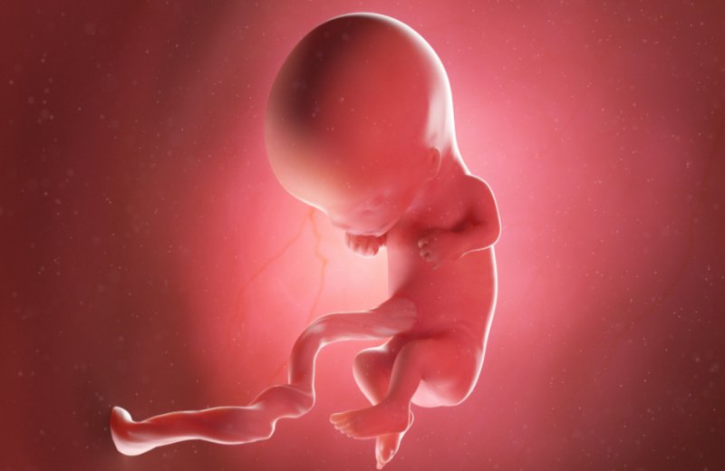 تطور الجنين في الأسبوع الحادي عشر من الحمل