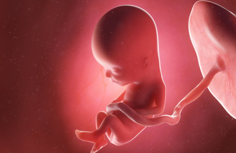 تطور الجنين في الأسبوع الثالث عشر من الحمل