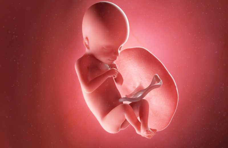 تطور الجنين في الأسبوع الثامن عشر من الحمل