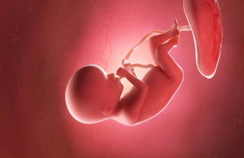 تطور الجنين في الأسبوع العشرين من الحمل