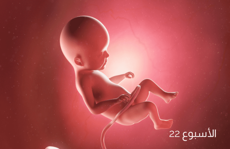 تطور الجنين في الأسبوع الثاني والعشرين من الحمل