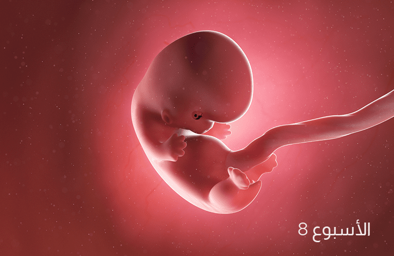تطور الجنين في الأسبوع الثامن من الحمل