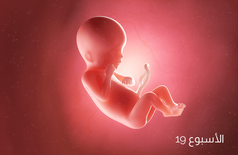 تطور الجنين في الأسبوع التاسع عشر من الحمل