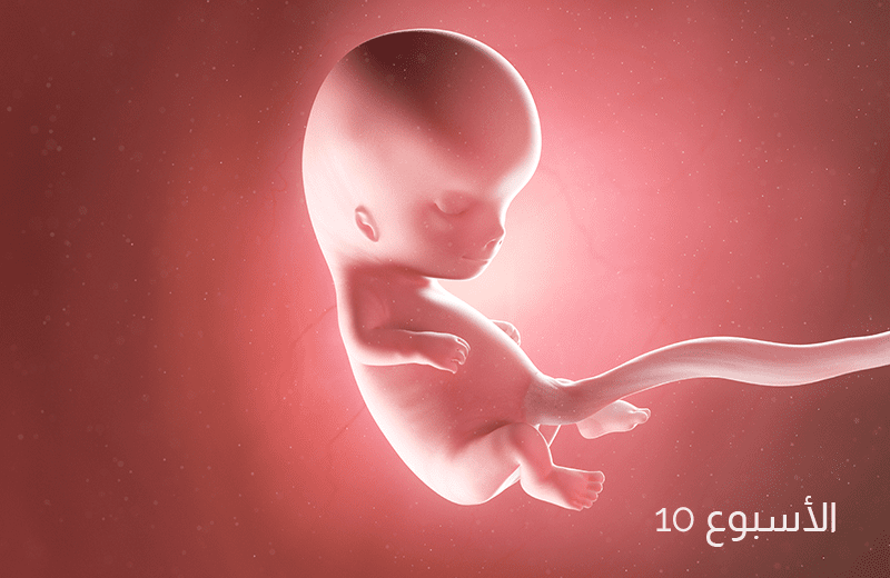 تطور الجنين في الأسبوع العاشر من الحمل