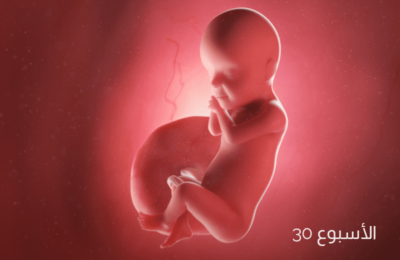تطور الجنين في الأسبوع الثلاثين من الحمل