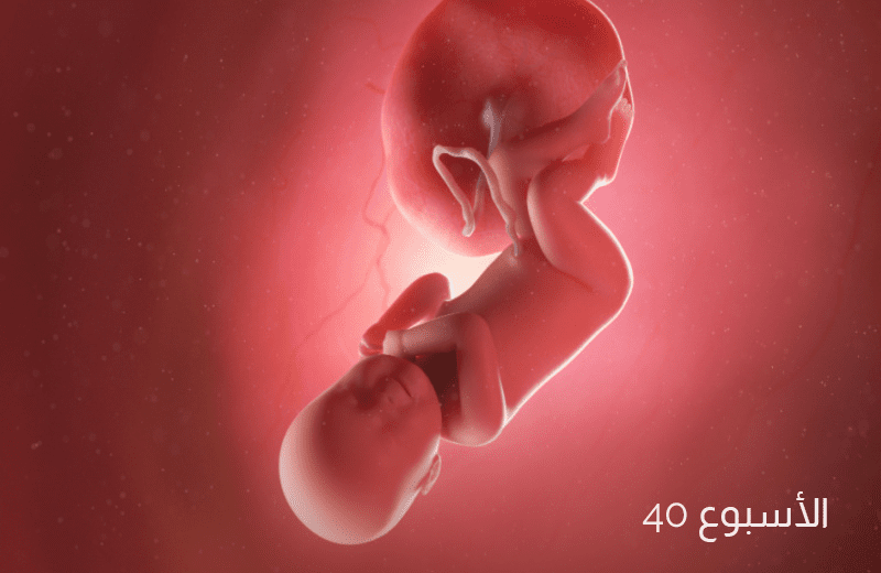 تطور الجنين في الأسبوع الأربعين من الحمل