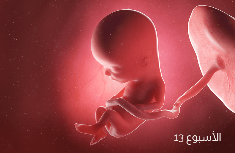 تطور الجنين في الأسبوع الثالث عشر من الحمل