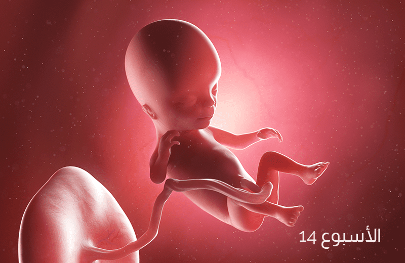 تطور الجنين في الأسبوع الرابع عشر من الحمل