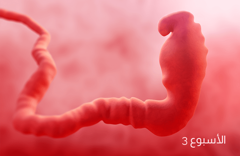 تطور الجنين في الأسبوع الثالث من الحمل