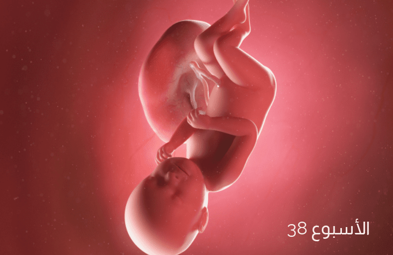 تطور الجنين في الأسبوع الثامن والثلاثين من الحمل