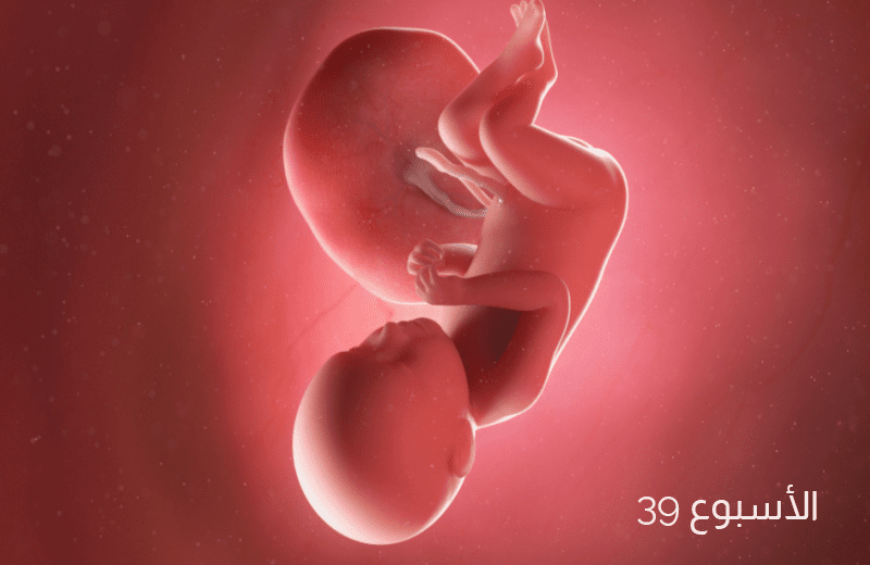تطور الجنين في الأسبوع التاسع والثلاثين من الحمل