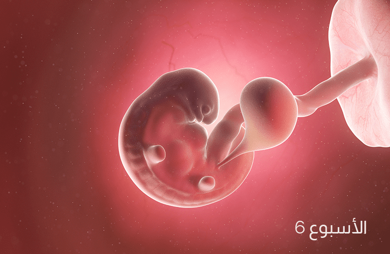 تطور الجنين في الأسبوع السادس من الحمل